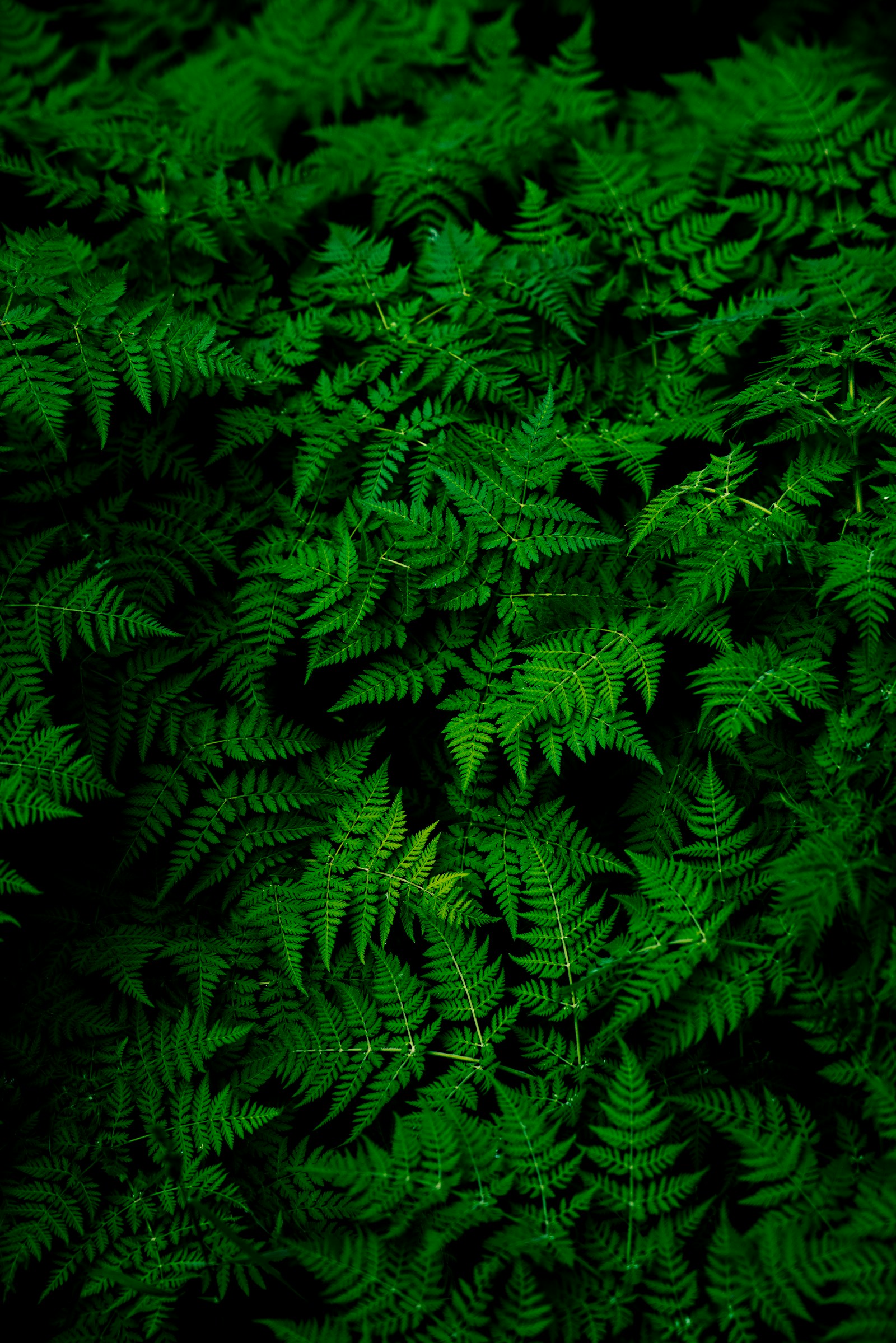 Close view of green garden leaves and stems